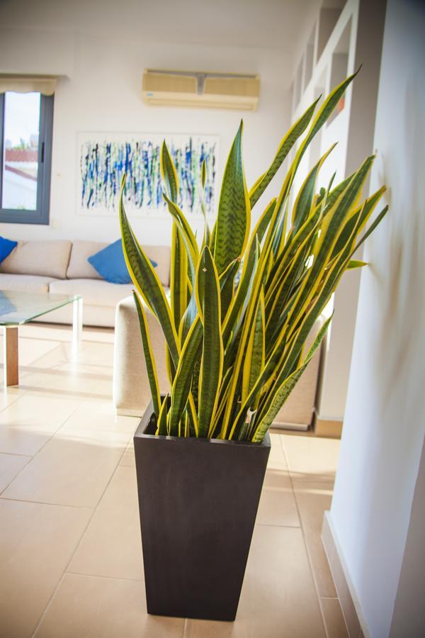 Paphos Villa Infinite Blu מראה חיצוני תמונה